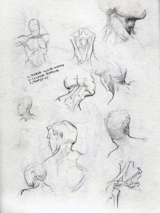 Studies.2